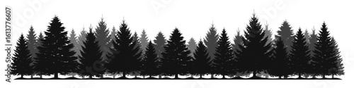 Pine trees forest silhouette. Evergreen coniferous silhouette, nature spruce tree park view.