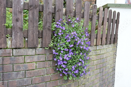 Canvas Print A beautiful bunch of purple lilac wall bellflowers (Campanula muralis) growing o