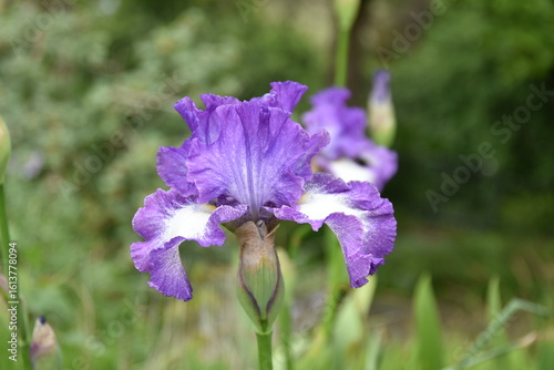 Photography A close-up macro shot if a beautiful purple, lilac and white iris flower in a ga