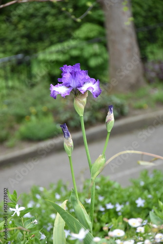 Photography A close-up macro shot if a beautiful purple, lilac and white iris flower in a ga