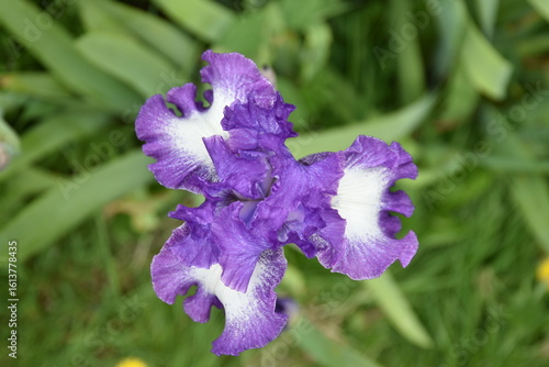 Photography A close-up macro shot if a beautiful purple, lilac and white iris flower in a ga