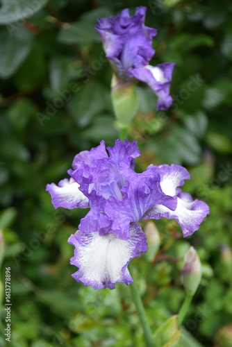 Canvas Print A close-up macro shot if a beautiful purple, lilac and white iris flower in a ga