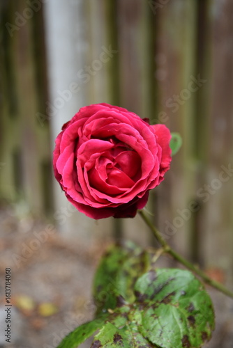 Canvas Print A lovely close-up of red roses in bloom in a garden in Dublin, Ireland