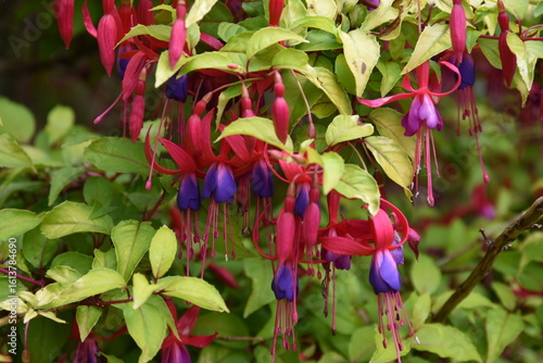 Photography Lovely fuchsia bush with beautiful flowers and buzzing honey bees in the summer