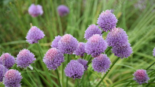 Photography Beautiful lilac chive flowers in a herb garden in Dublin, Ireland