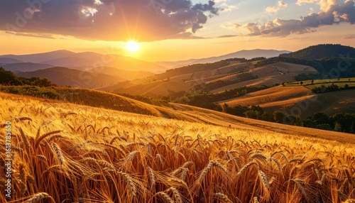 Golden wheat field basking in the warm glow of a breathtaking sunset over rolling hills.