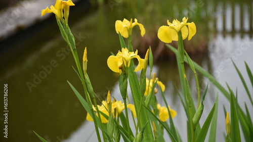 Canvas Print Lovely yellow iris flowers in a park in Dublin, Ireland in the summer