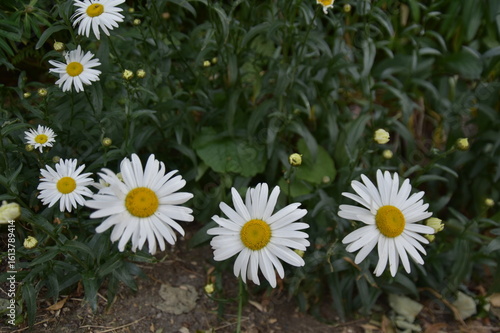 Lovely white daisies in a park in Dublin, Ireland, close up