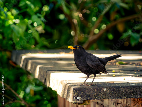Eine Amsel im Park