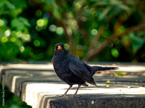 Die Amsel schaut ganz schön böse