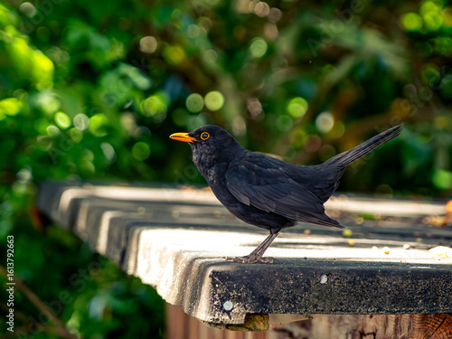 Amselmännchen im Garten