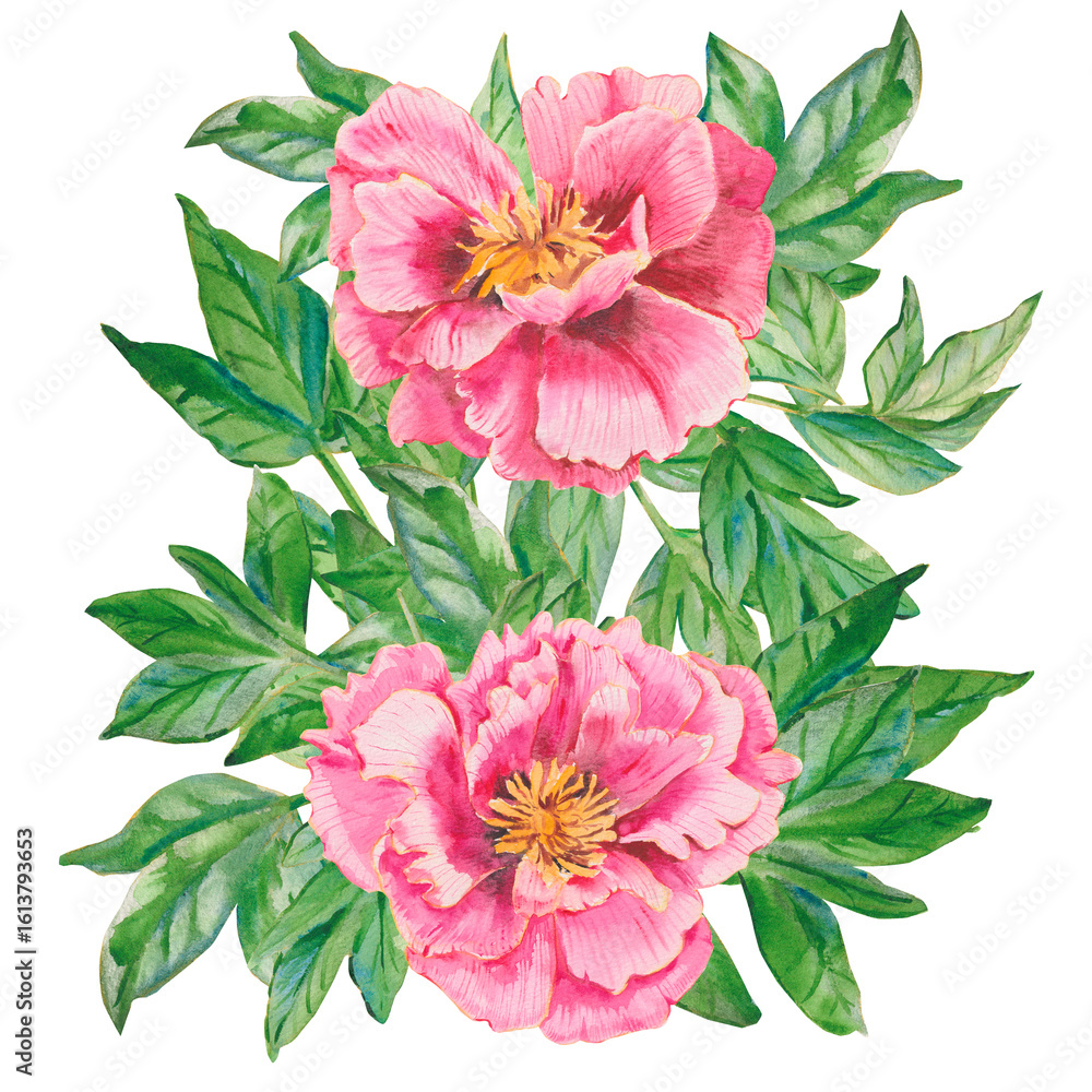 Obraz premium Pink flower. Watercolor peony head with green leaves isolated on white. Hand drawn pink peony illustration for floral design, wallpapers, fashion, backgrounds, textures, DIY, wrappers, cards