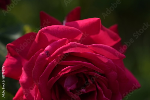 Wallpaper Mural quantum Cambridge valentine roses on different scales and with macro photography Torontodigital.ca