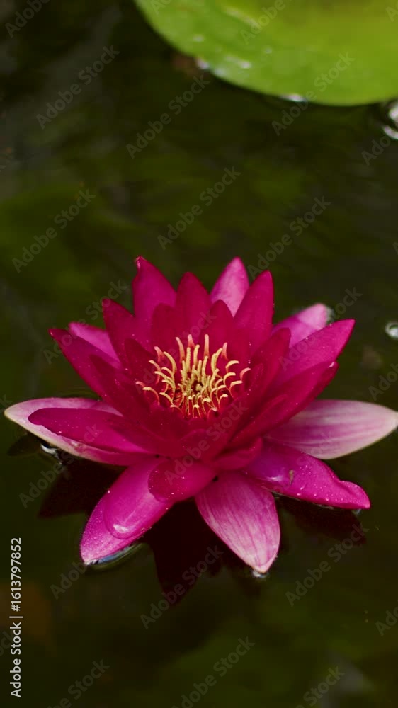 Water lily flower Water lily flower