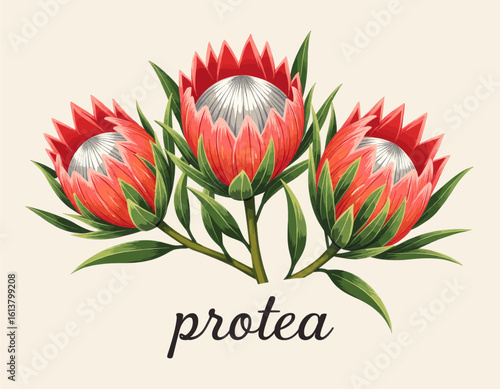 Red Protea Flower Blooming Illustration with Transparent Background, Watercolor Design Element