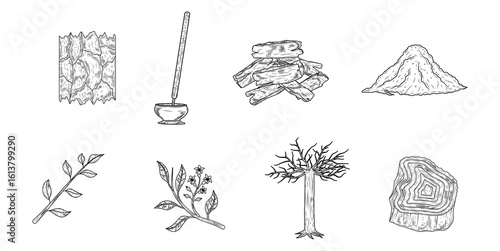 Sandalwood Hand Drawn Ink Sketch Vector Set Illustration