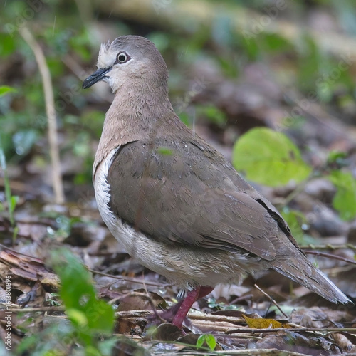 Grenada Dove (Leptotila wellsi) a very rare endemic and critically endangered on theforest floor, Grenada, West Indies.