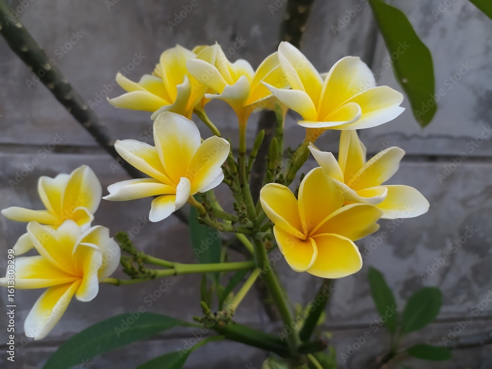Obraz premium Frangipani, Natural antioxidant defense against harmful free radicals that cause internal illnesses.