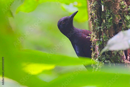 Guadaloupe Woodpecker, (Melanerpes herminieri), close on a tree trunk, an endemic to Guadaloupe, West Indies. Conservation status: Near Threatened (Population decreasing).