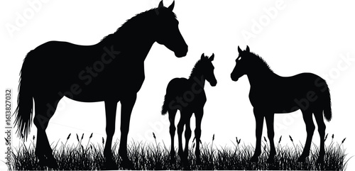 Silhouettes of horse and foals standing in field, equine family, black white vector illustration, countryside animal art, nature concept
