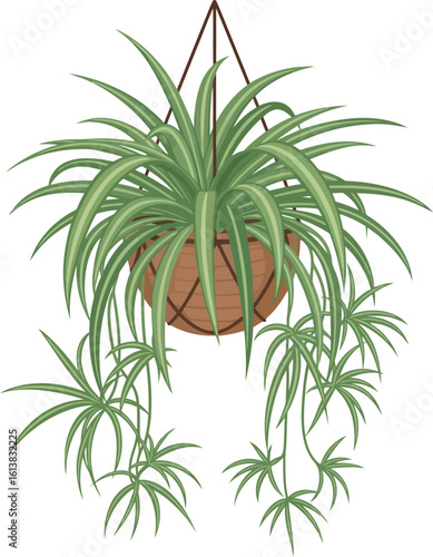 Lush spider plant hanging in a woven pot, showcasing its vibrant green foliage and trailing tendrils.