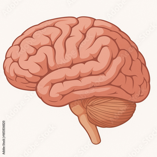 Detailed peach-colored illustration of the human brain, showing cerebral hemispheres with folds and the cerebellum. Clean design on white background, ideal for medical or educational use