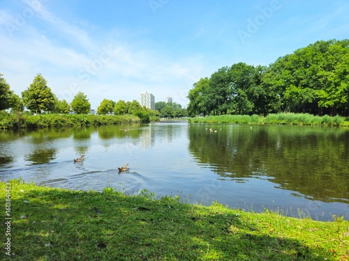 Konstfotografi A flock of wild brown  ducks swims along the river along the shore