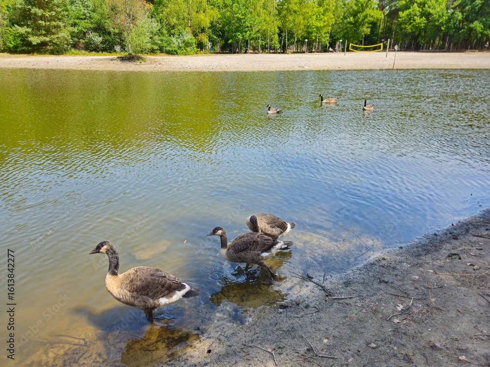 Fototapeta premium A flock of wild brown ducks swims along the river along the shore. Trees and nature in Netherlands area. Ducks family are swimming on the lake and enjoying good weather. bridge. 