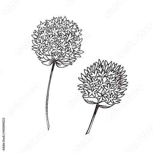 Chives, Garlic flowers vector illustration. Blooming Allium inflorescences isolated on White Background. Hand drawn ink botanical drawing. For product packaging designs.