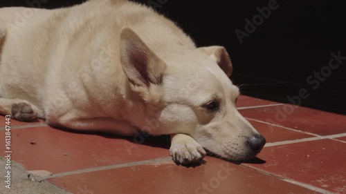 Tan dog sunny day close up