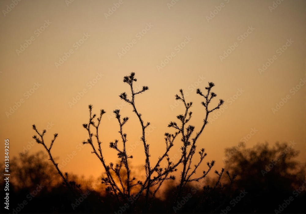 Obraz premium Cactus silhouette sunset