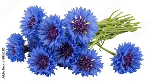 Photos Isolated bunch of vibrant blue cornflowers