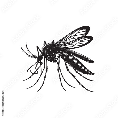 Mosquito Vector (2).eps