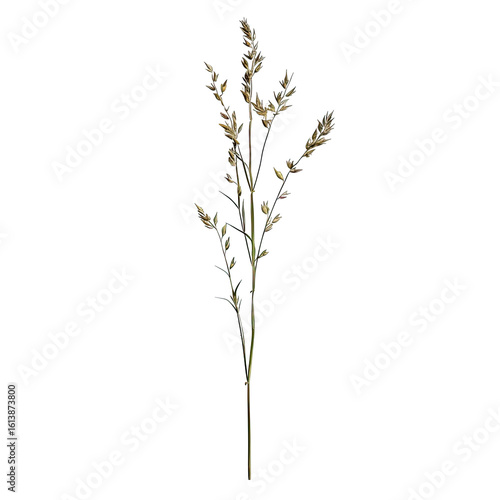 Dried grass stalk, detailed illustration