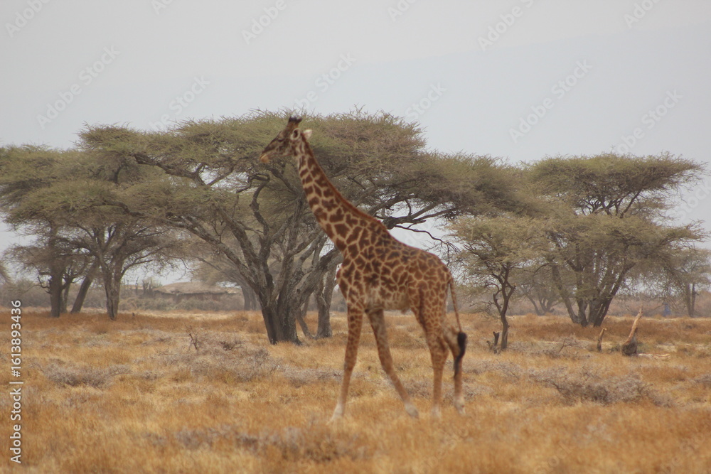 Obraz premium Giraffes in the wild 