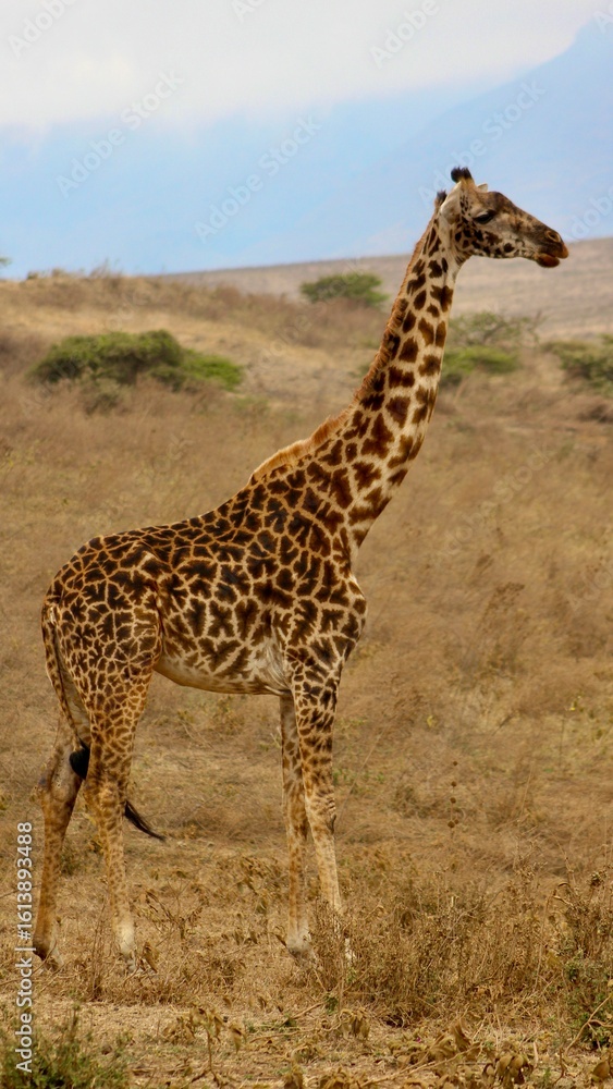 Fototapeta premium Giraffes in the wild
