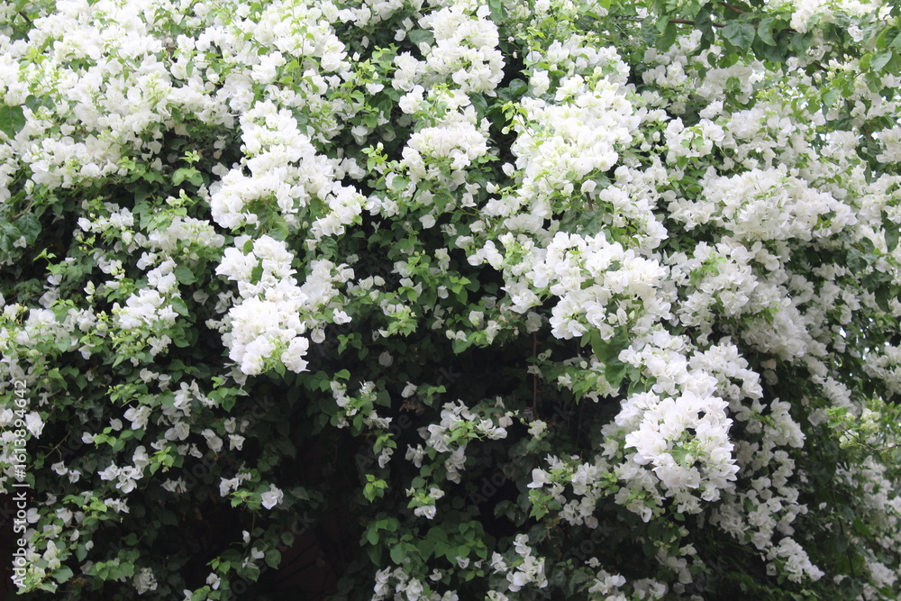 Flowers Flowers