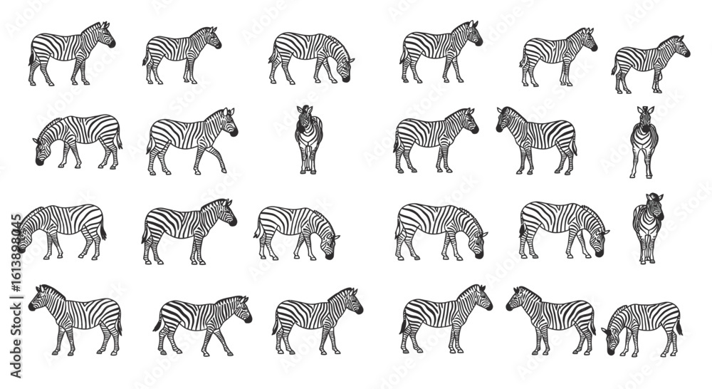 Obraz premium Black and White Zebra Illustrations in Various Poses