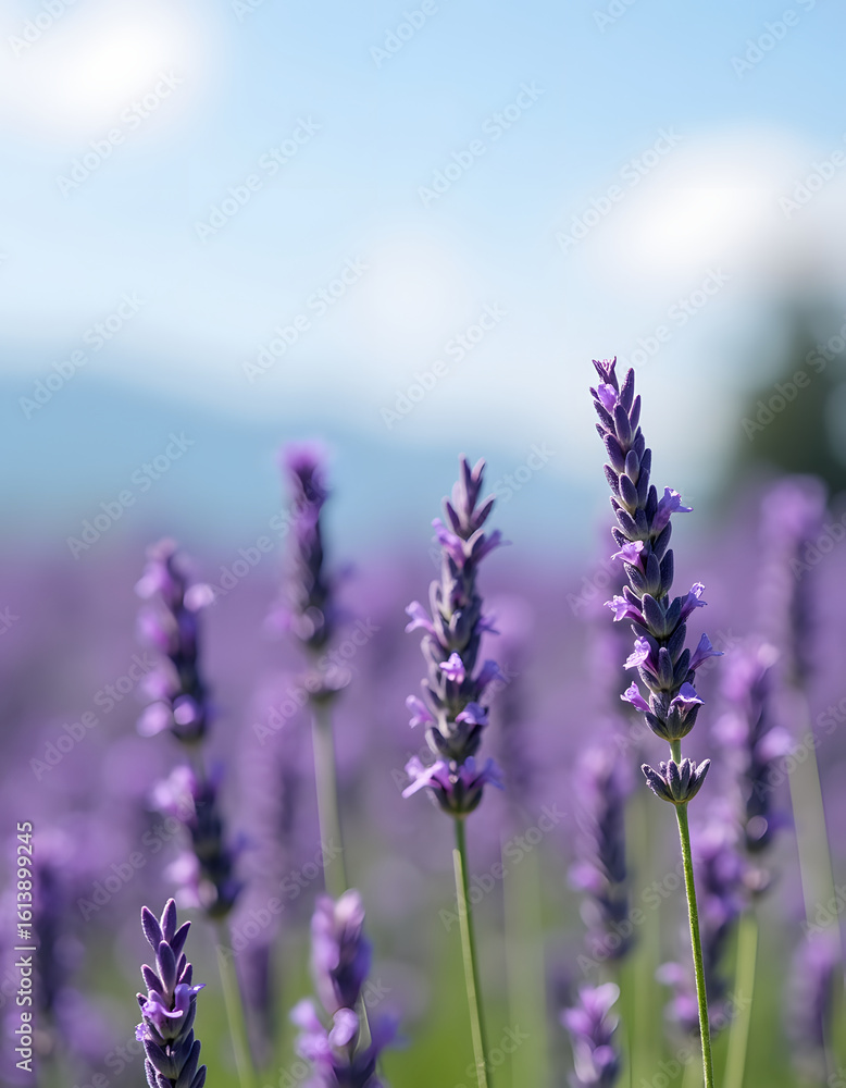 Obraz premium A serene close-up view of lavender flowers in a sunlit field during summer.