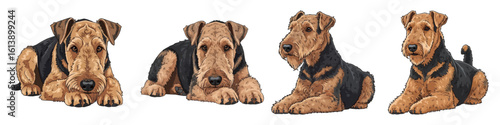 Cute Airedale Terrier dog lying down adorable in different pose vector