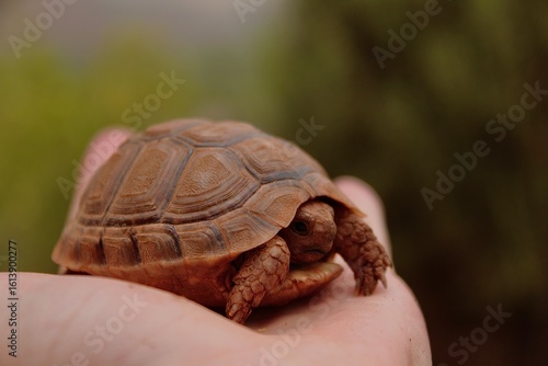 Holding a tortoise 