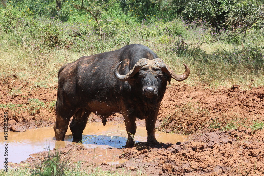 Fototapeta premium Buffalo in the mud