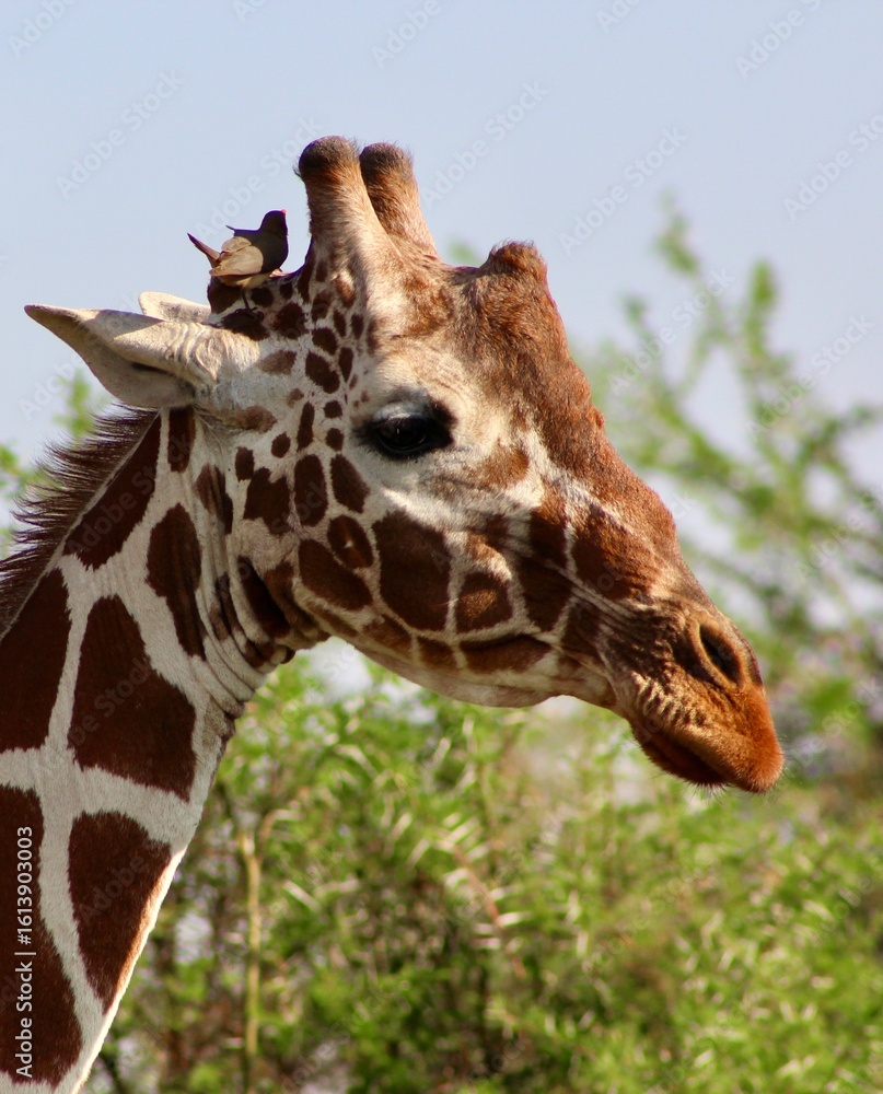 Obraz premium Giraffes