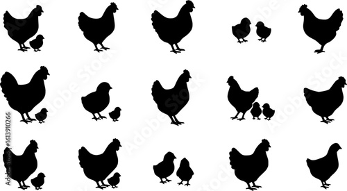 Chicken silhouettes set, large pack of vector silhouette design, isolated white background