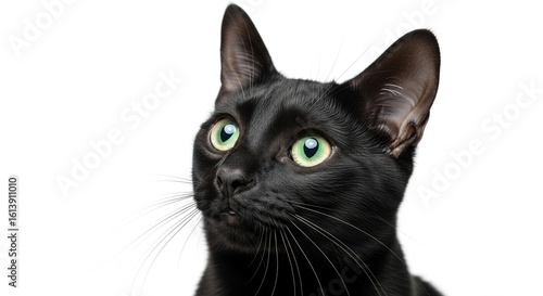 Photo of a sleek black cat with piercing green eyes gazes upwards against a pristine white background