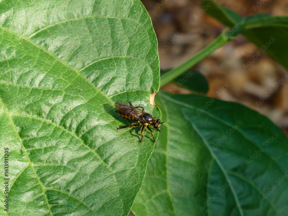 A predatory yellow and black robber fly perched on a vibrant green leaf in bright sunlight A predatory yellow and black robber fly perched on a vibrant green leaf in bright sunlight