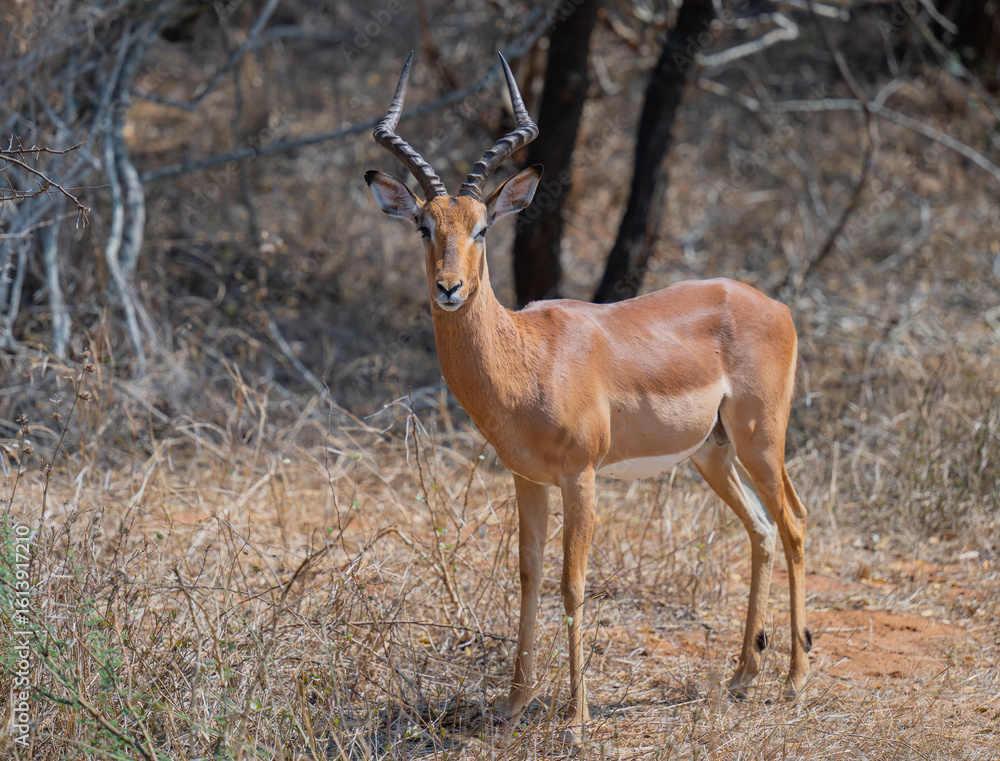 Naklejka premium Impala im Busch vom Krüger National Park - Kruger Nationalpark Südafrika