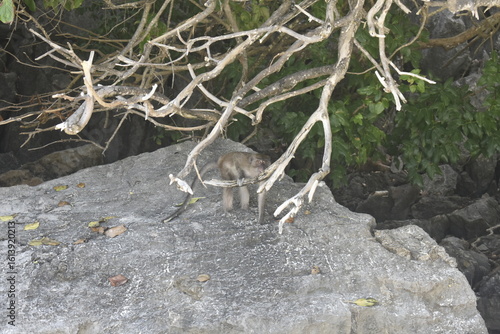 Photography Long-tailed macaque monkey foraging on a white sandy beach of Monkey island, Thailand
