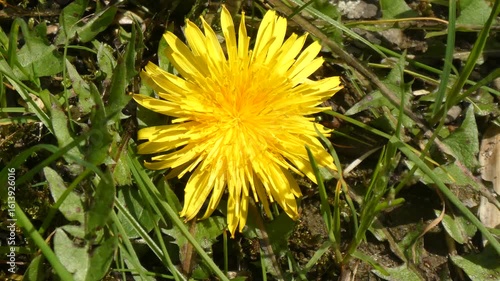 春の陽光に輝くタンポポ 
