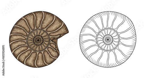 Detailed examination of ancient fossilized ammonite shell patterns and their intricate spiral chamber formations